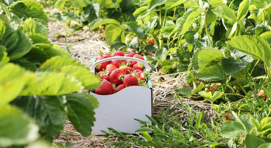 Korb mit frisch gepflückten Küsten-Erdbeeren zwischen den Pflanzenreihen